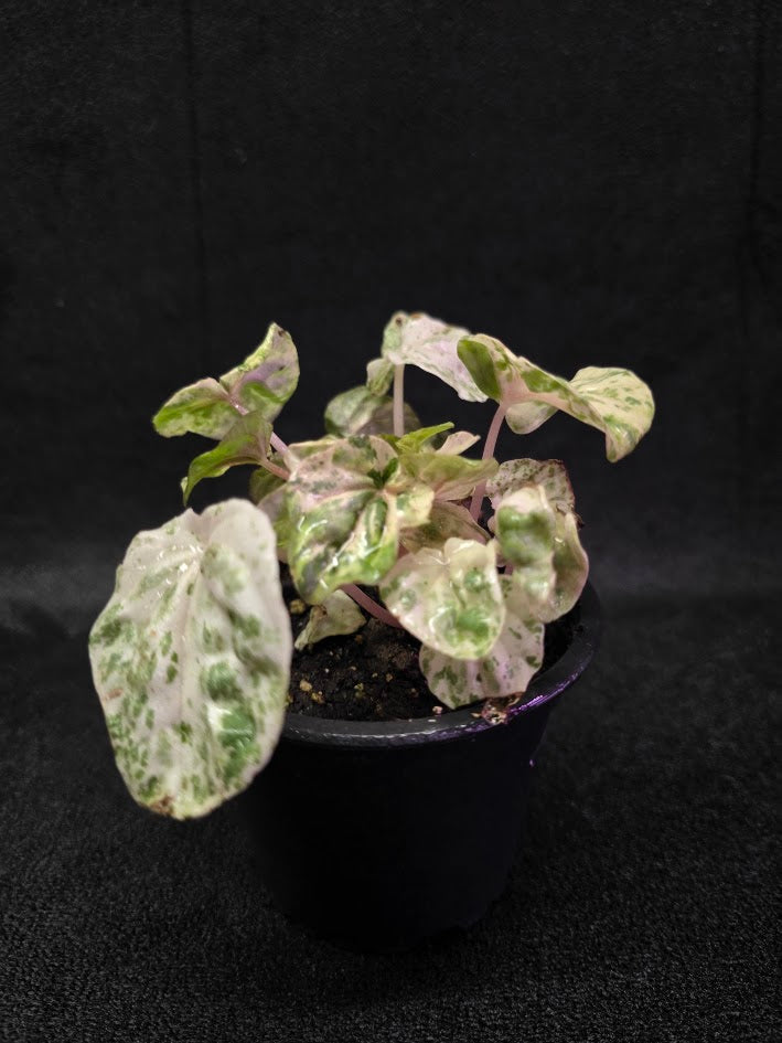 Peperomia Pink Lady #10
