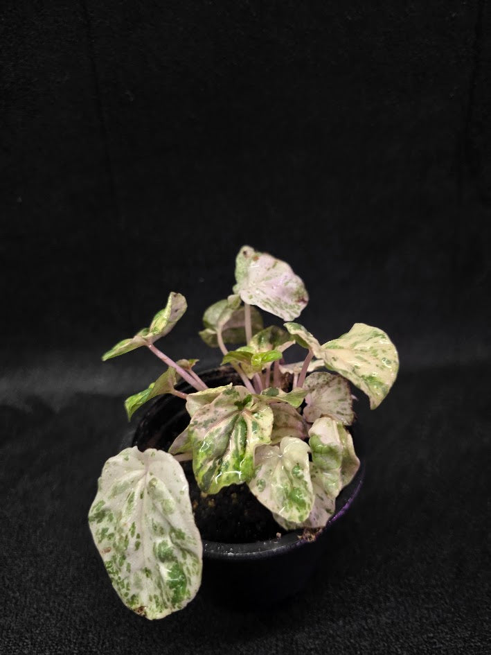 Peperomia Pink Lady #10