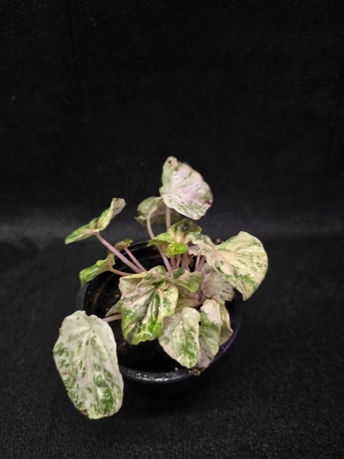 Peperomia Pink Lady #10
