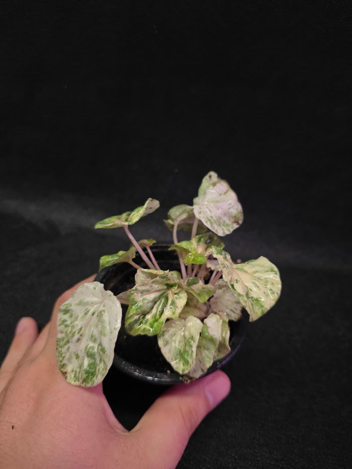 Peperomia Pink Lady #10