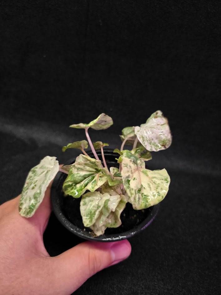 Peperomia Pink Lady #10