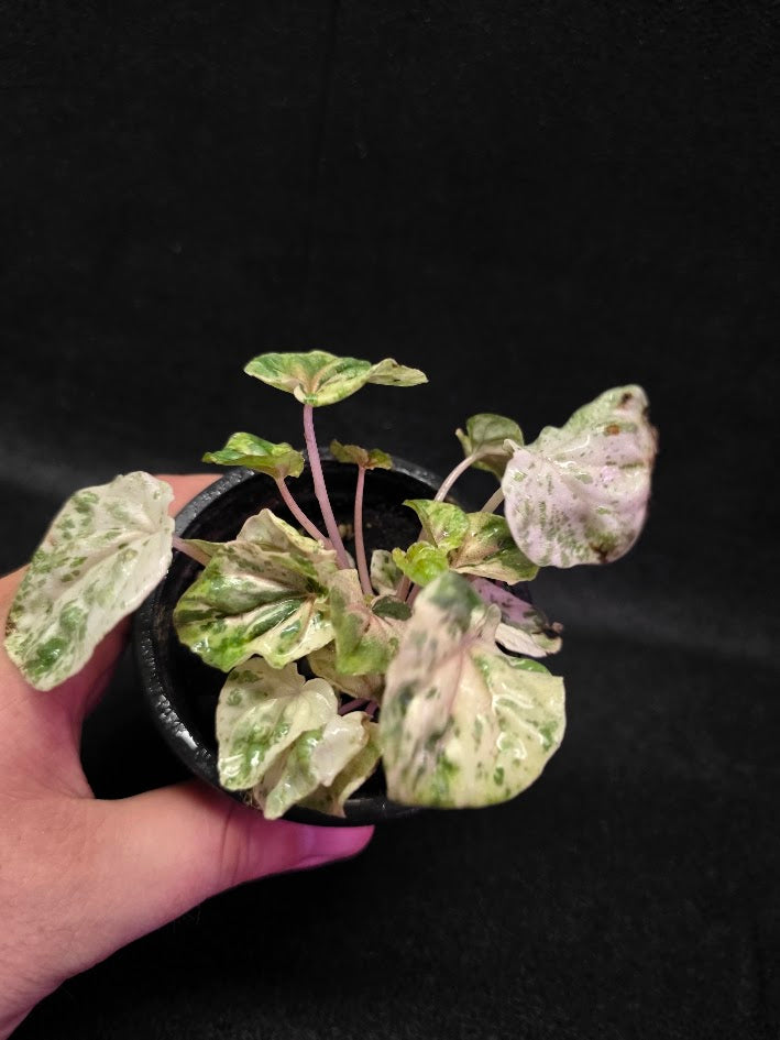 Peperomia Pink Lady #10