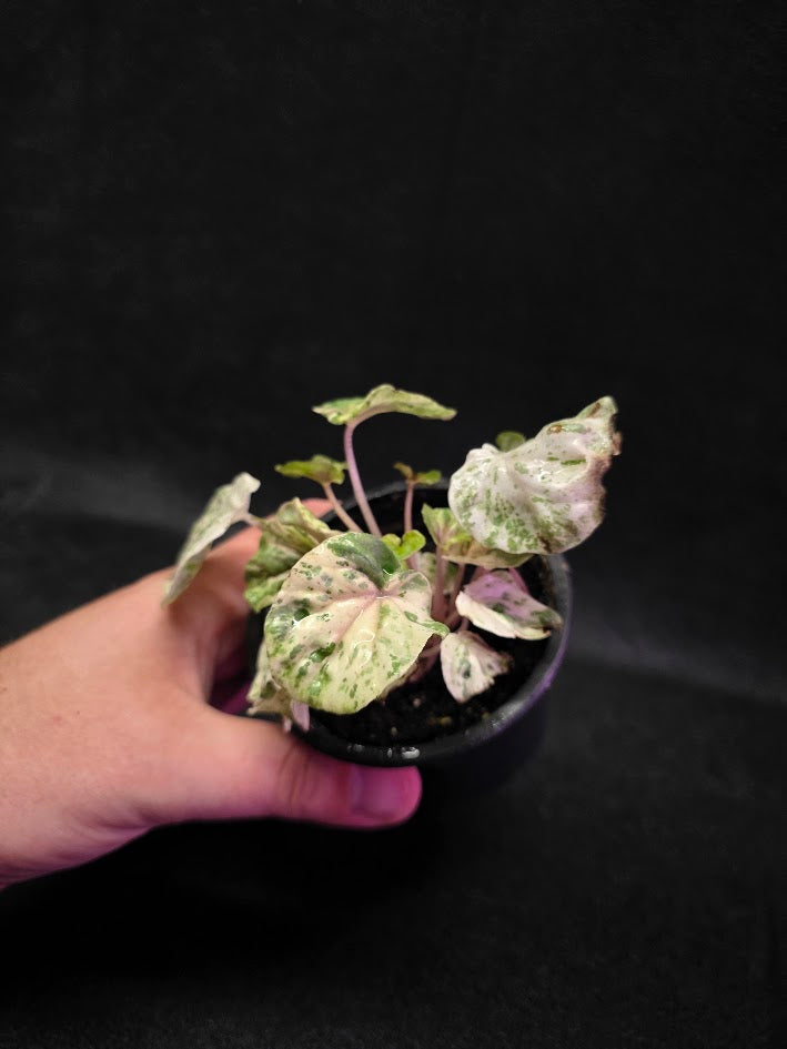 Peperomia Pink Lady #10