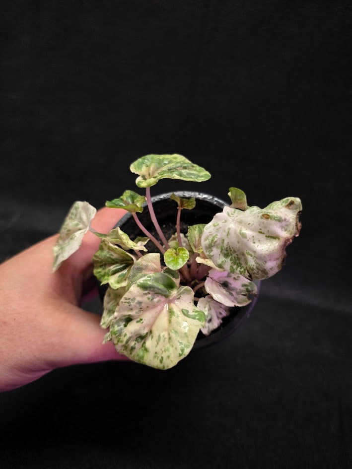 Peperomia Pink Lady #10