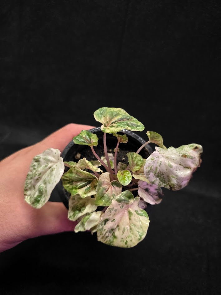 Peperomia Pink Lady #10