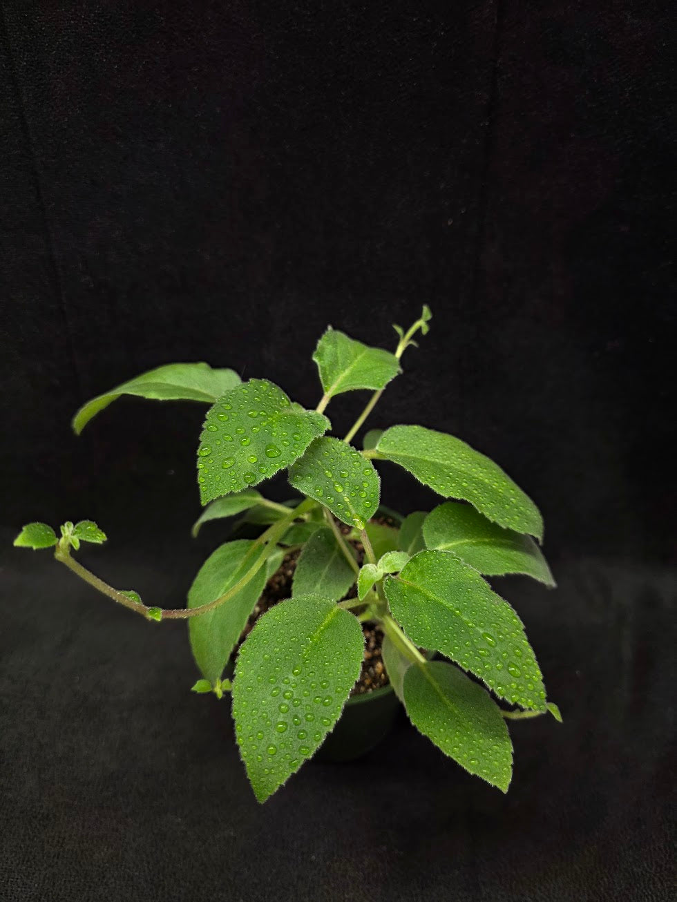 Alsobia Punctata White #01