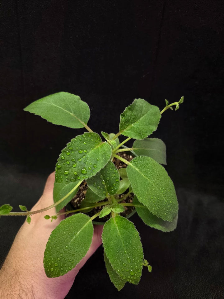 Alsobia Punctata White #01