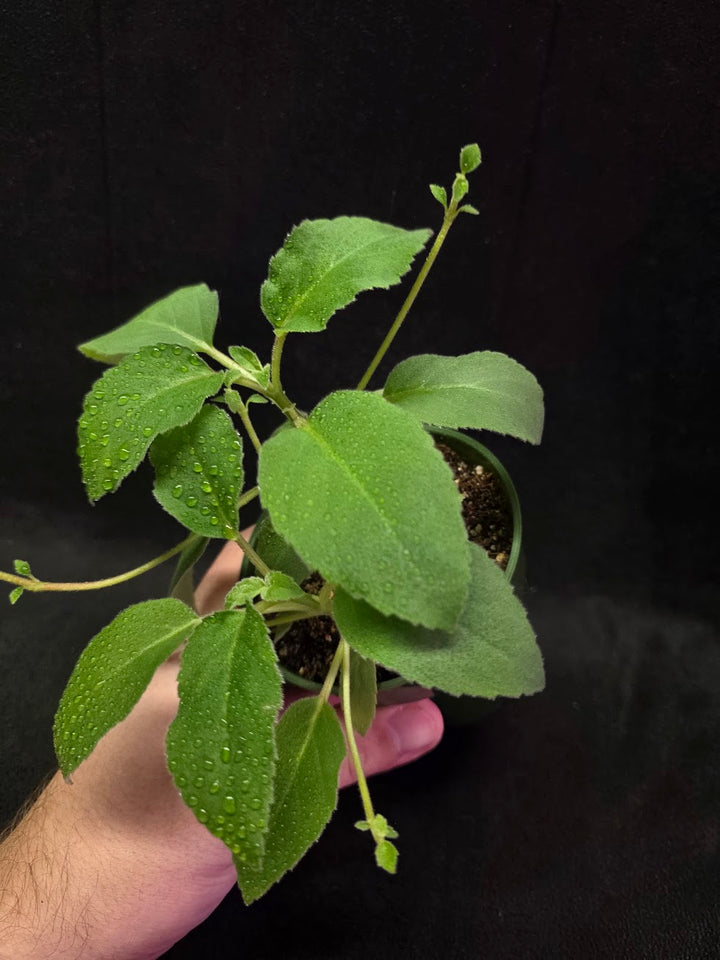 Alsobia Punctata White #01