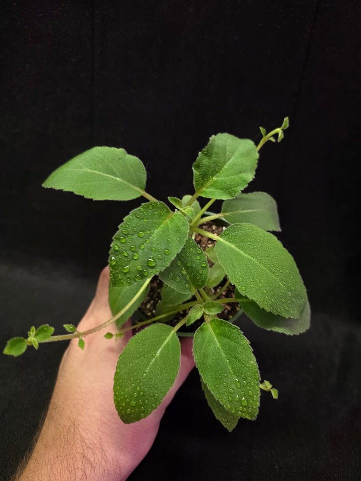 Alsobia Punctata White #01