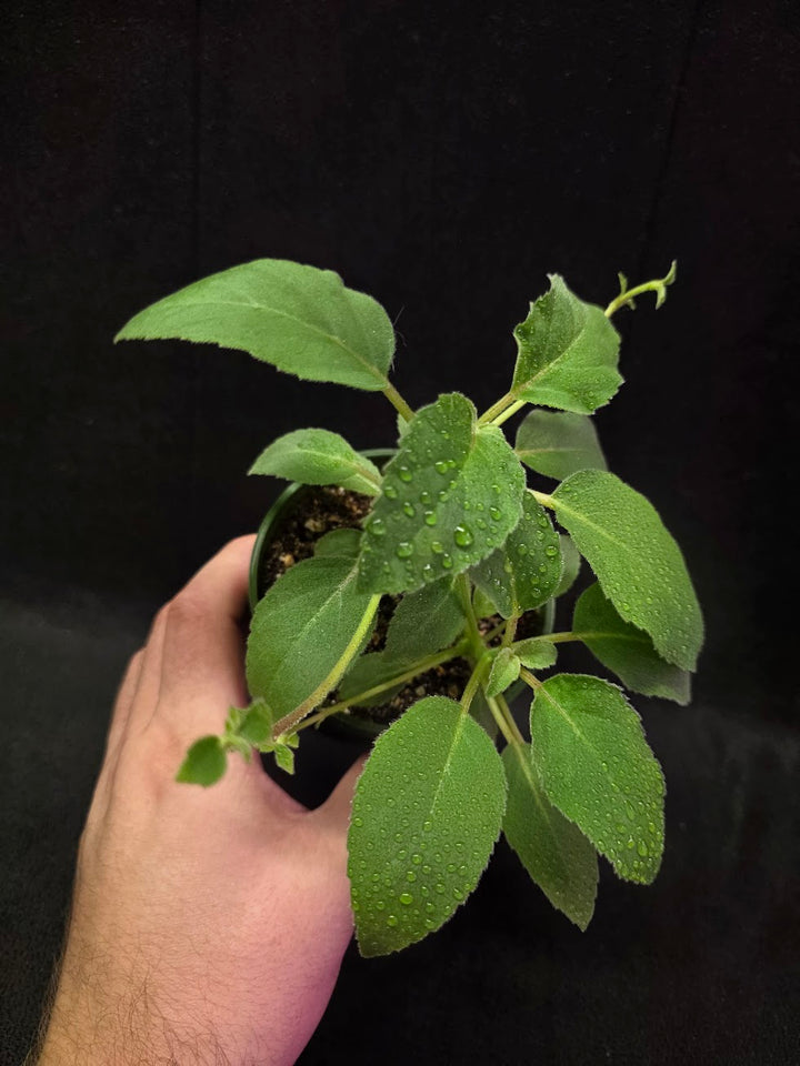 Alsobia Punctata White #01