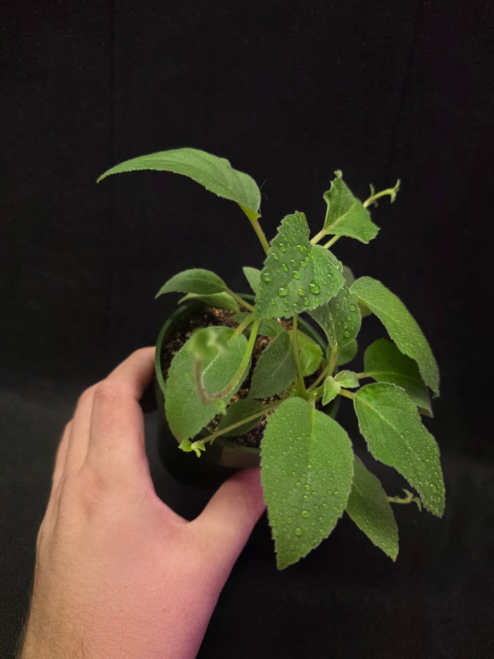 Alsobia Punctata White #01