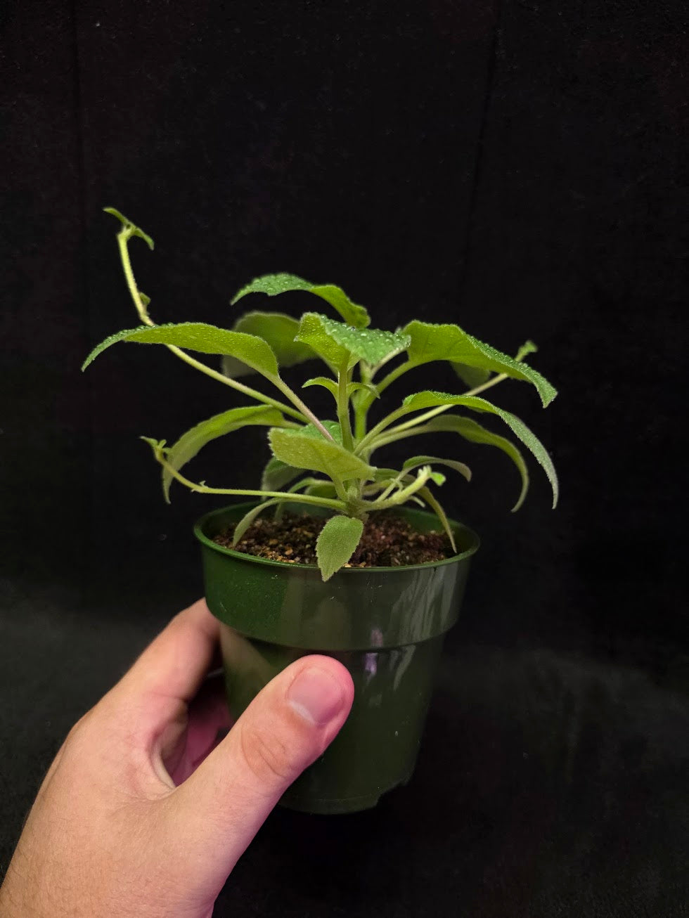 Alsobia Punctata White #01