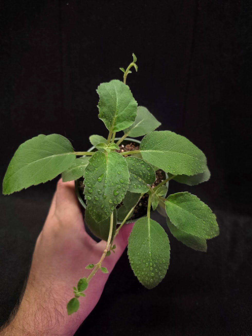 Alsobia Punctata White #01