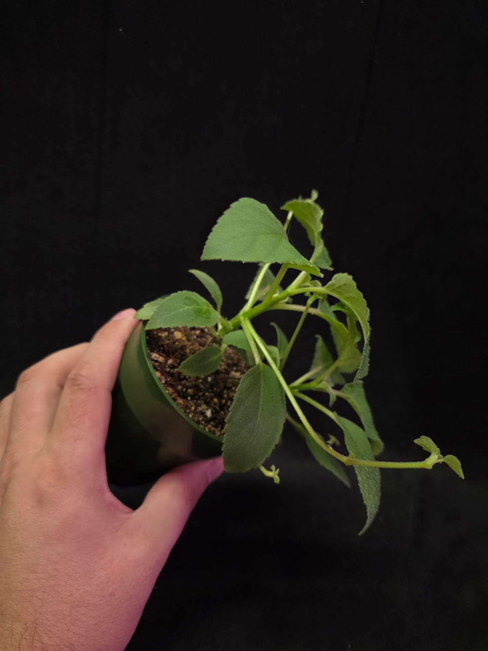 Alsobia Punctata White #01