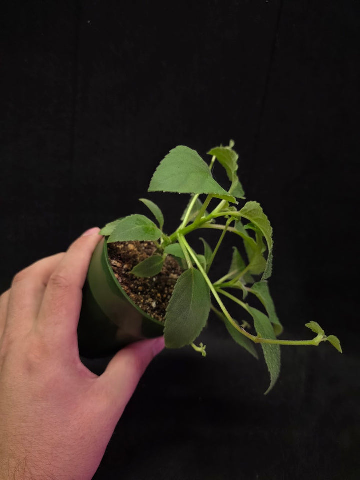 Alsobia Punctata White #01