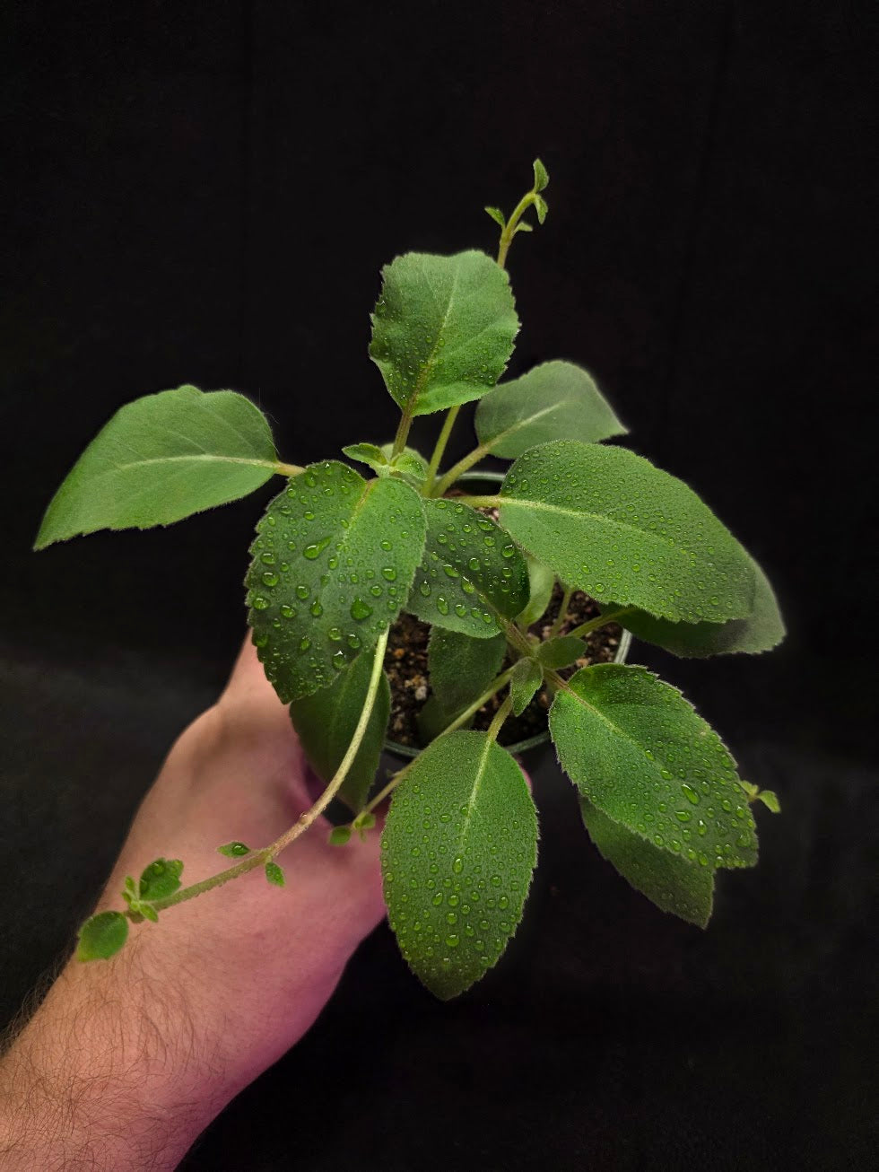 Alsobia Punctata White #01