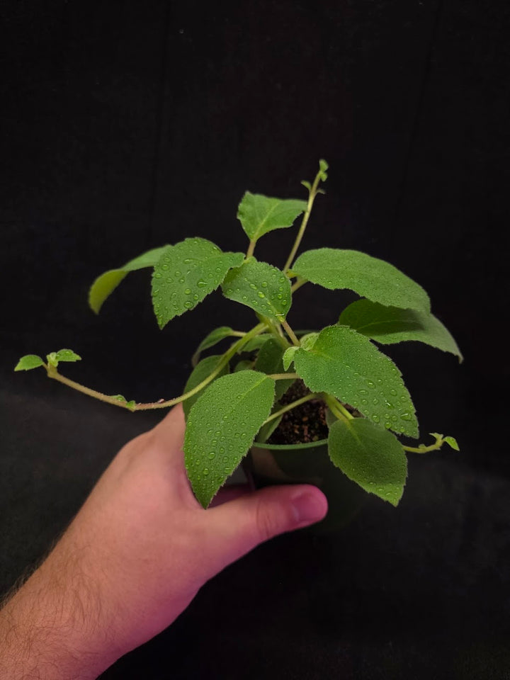 Alsobia Punctata White #01