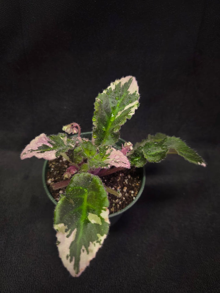 African Violet LE Crystal Swan #01