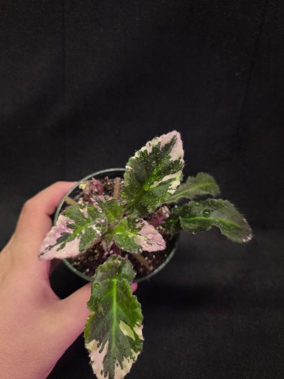 African Violet LE Crystal Swan #01