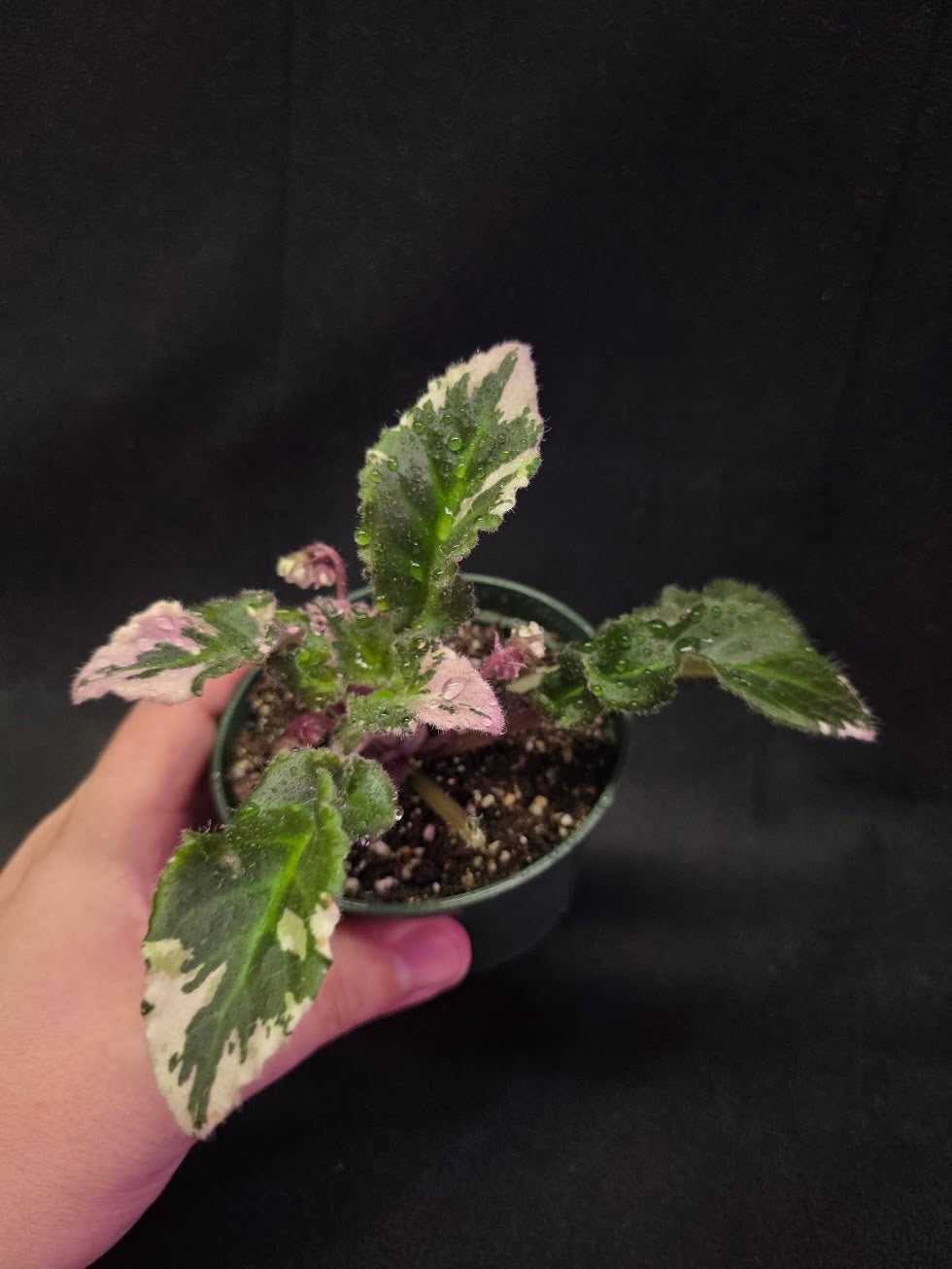 African Violet LE Crystal Swan #01