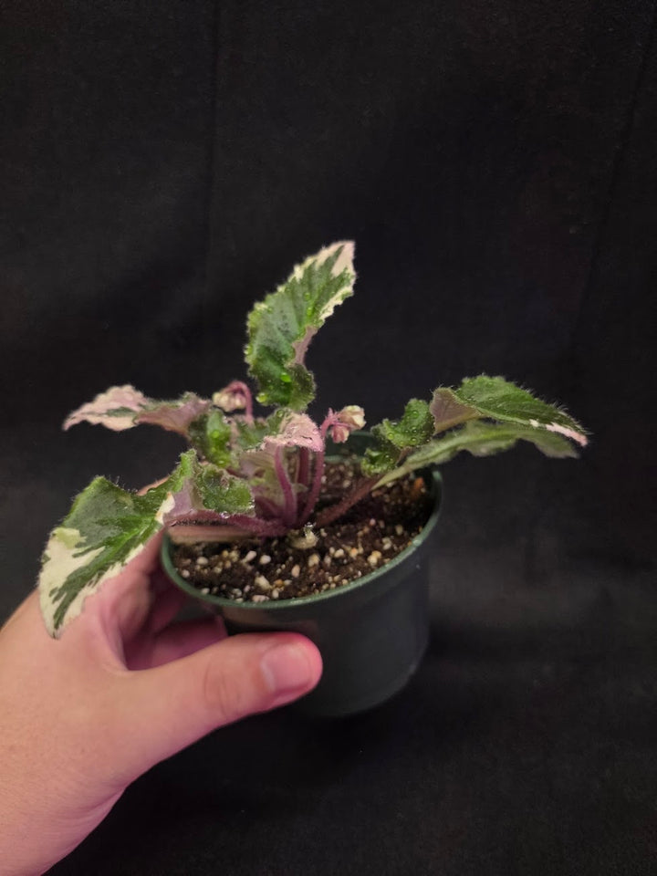 African Violet LE Crystal Swan #01
