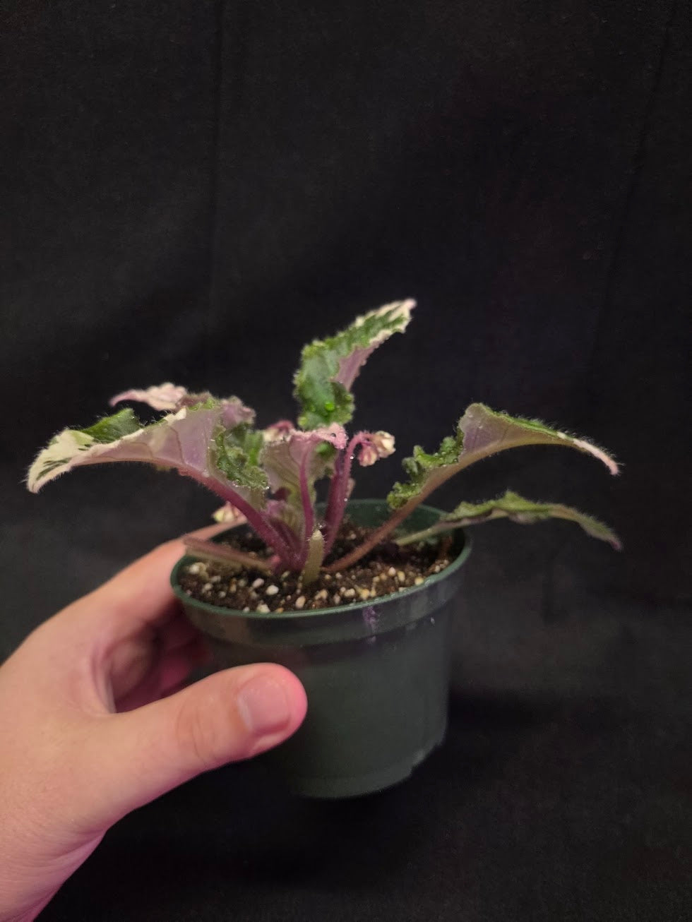 African Violet LE Crystal Swan #01