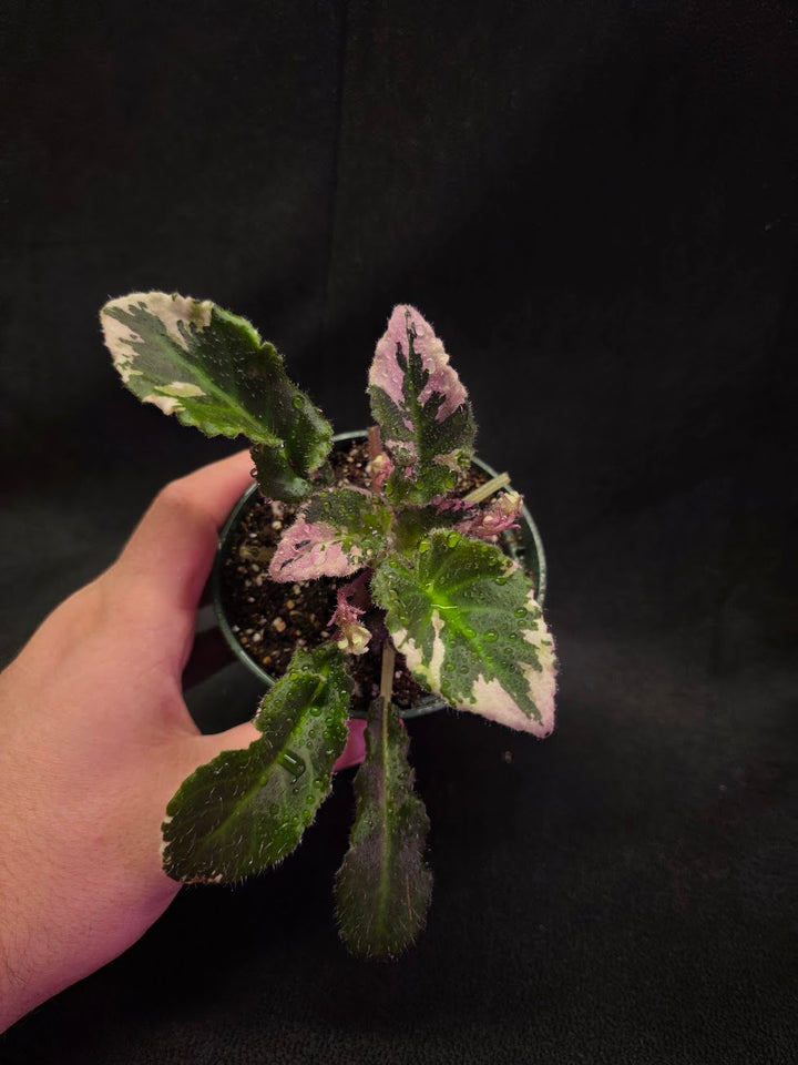 African Violet LE Crystal Swan #01