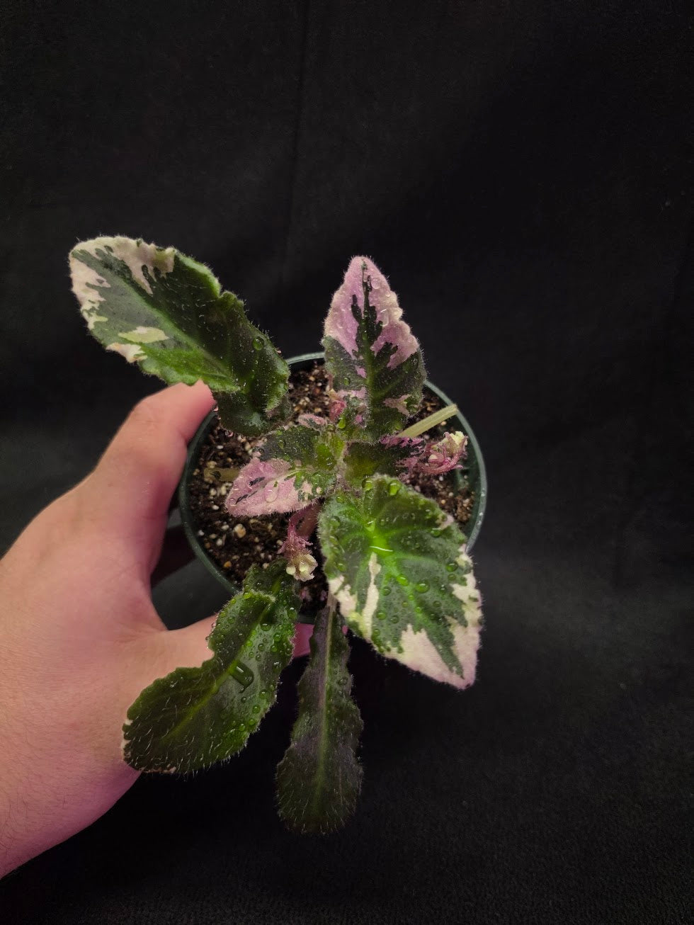 African Violet LE Crystal Swan #01