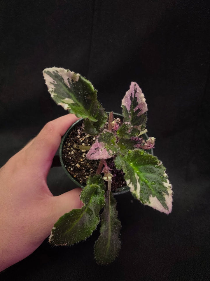 African Violet LE Crystal Swan #01