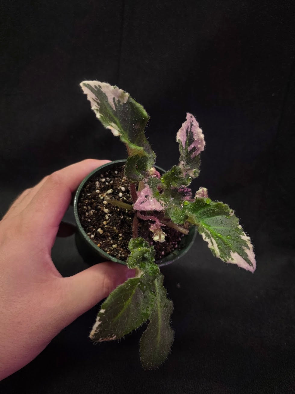 African Violet LE Crystal Swan #01