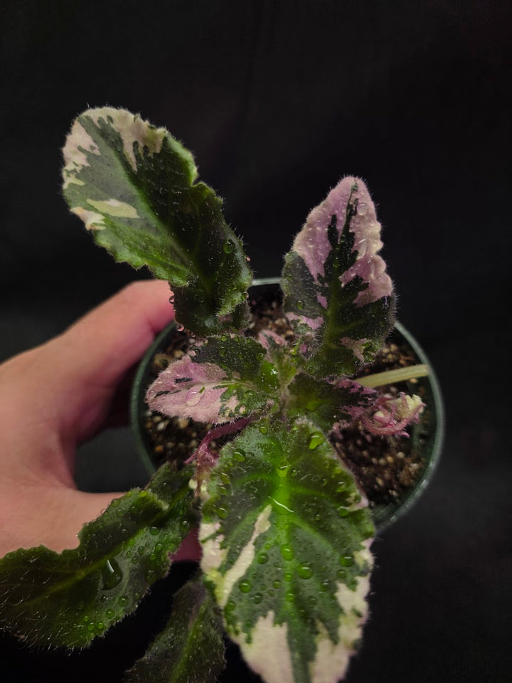 African Violet LE Crystal Swan #01