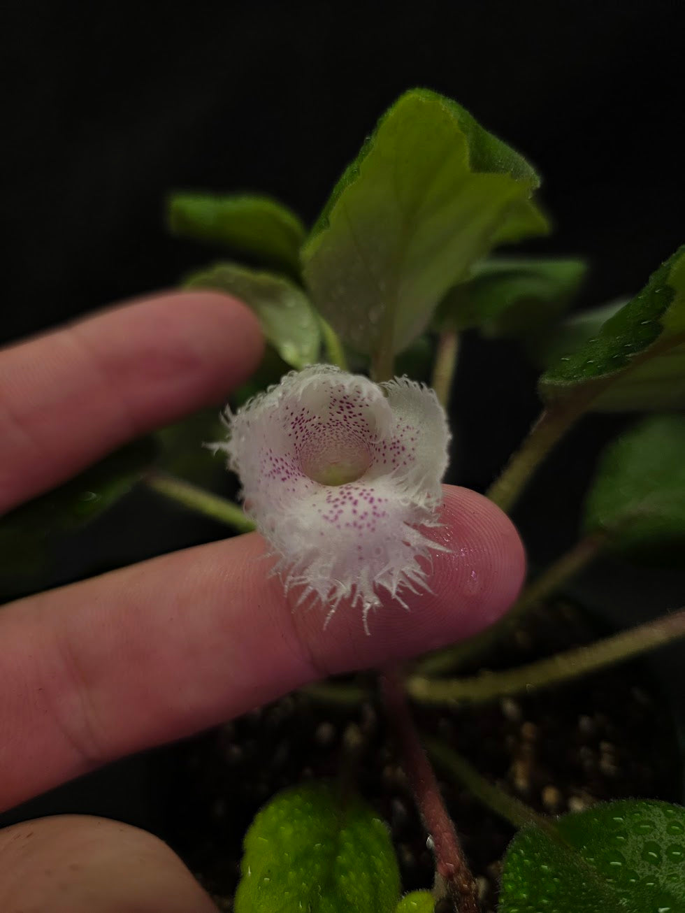 Alsobia Cygnet #01