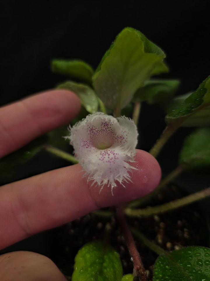 Alsobia Cygnet #01