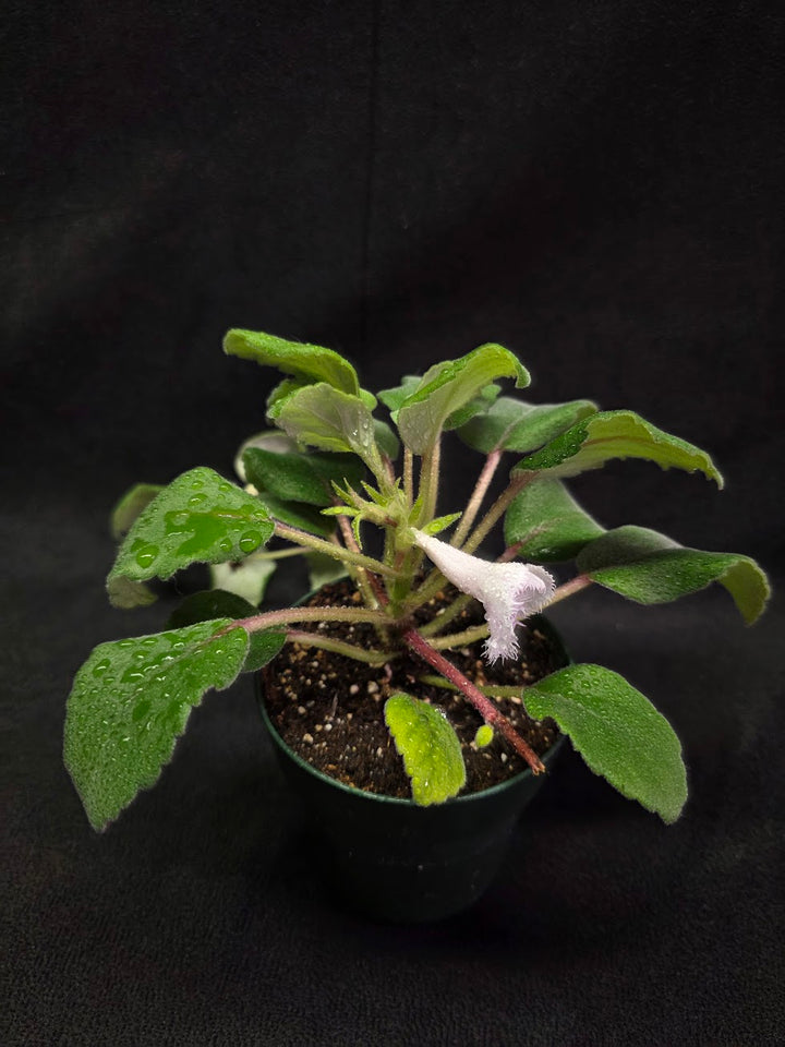 Alsobia Cygnet #01