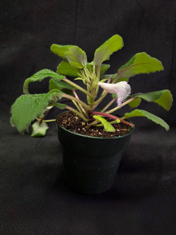 Alsobia Cygnet #01