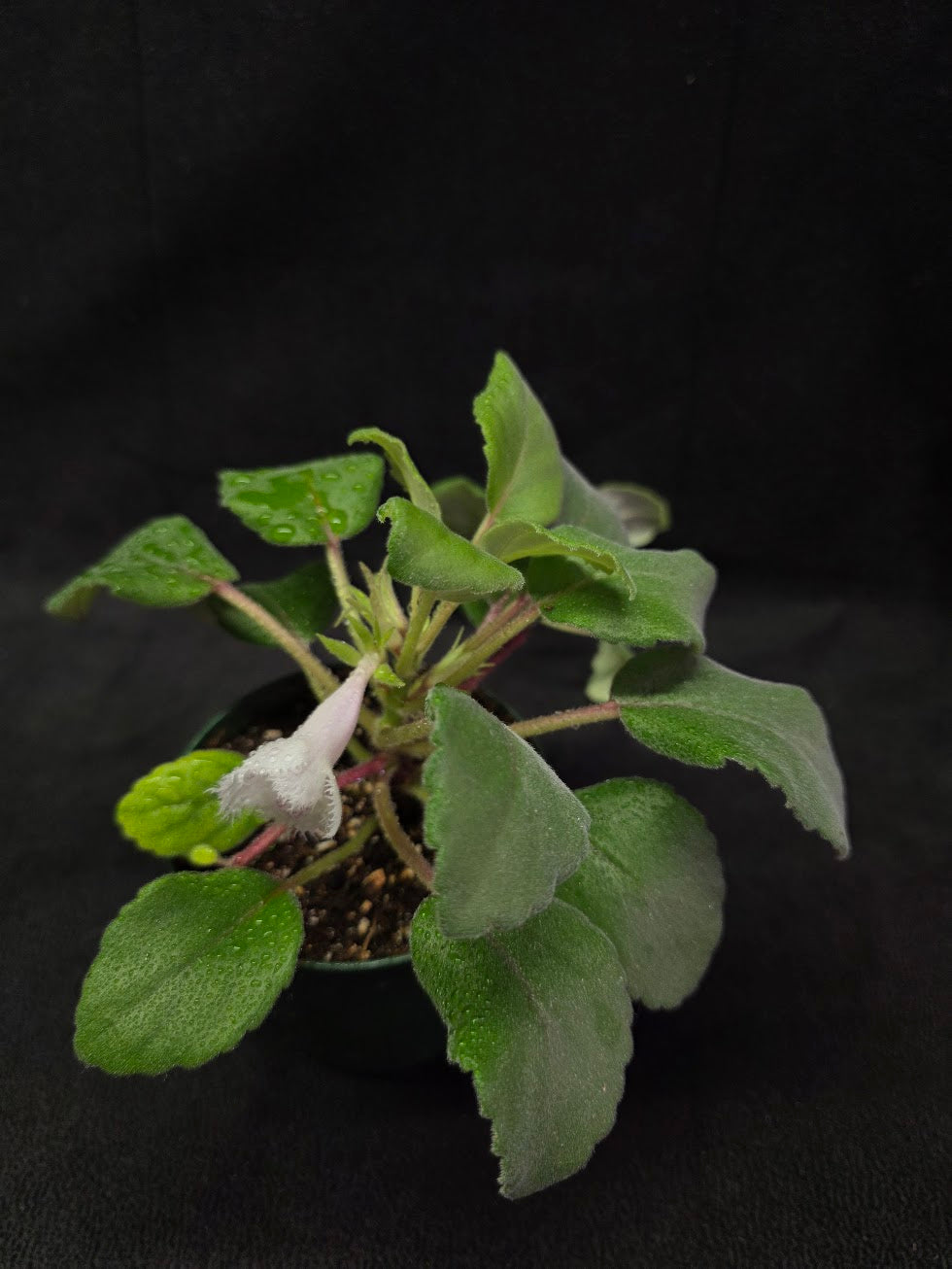 Alsobia Cygnet #01