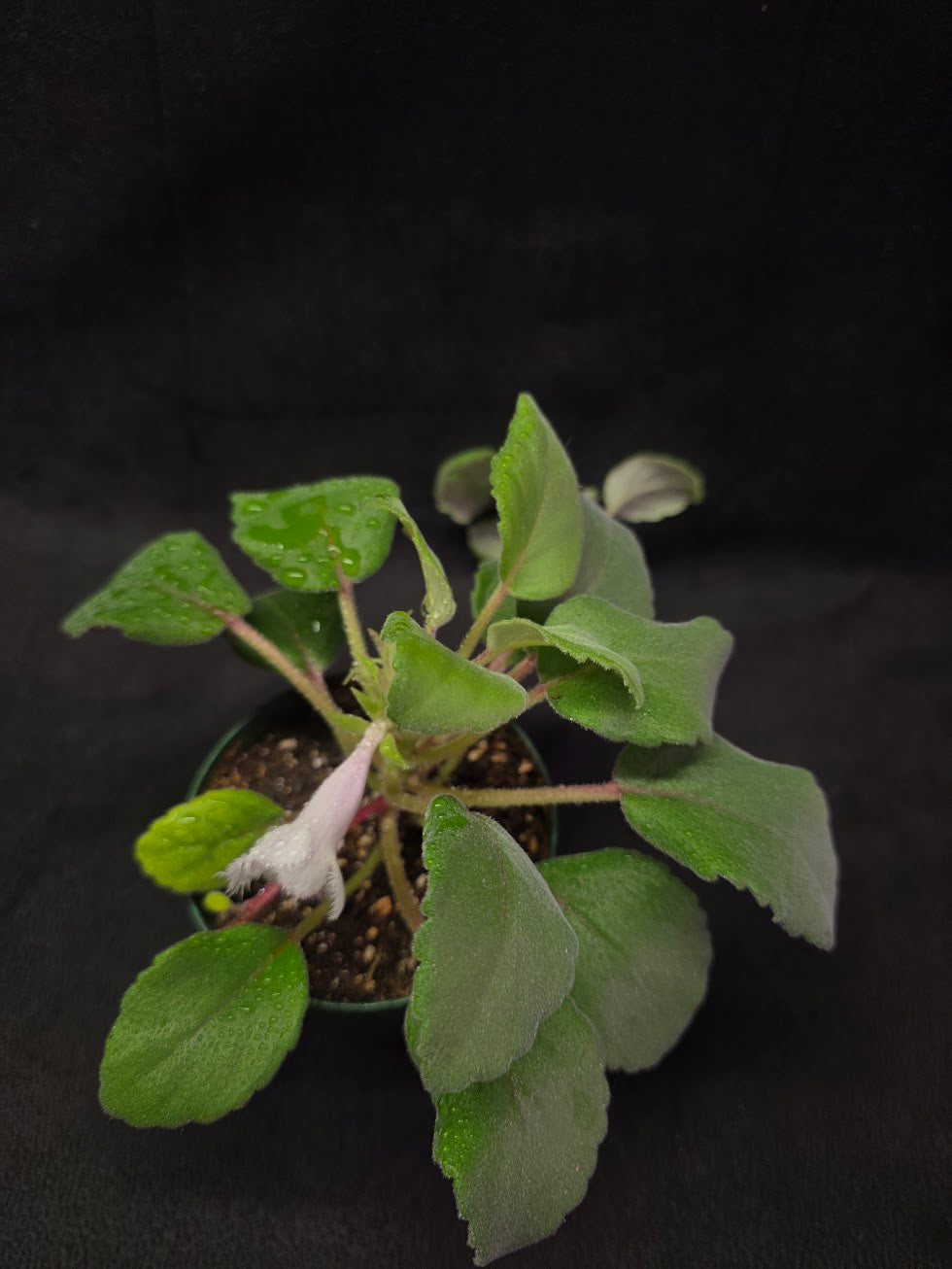 Alsobia Cygnet #01