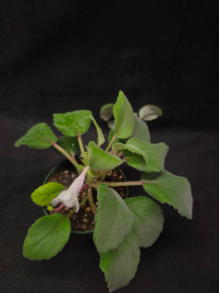 Alsobia Cygnet #01