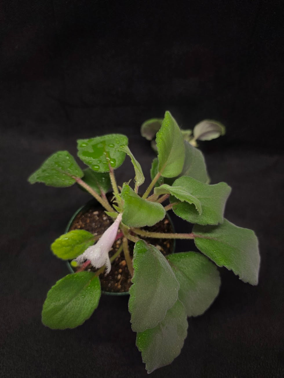 Alsobia Cygnet #01