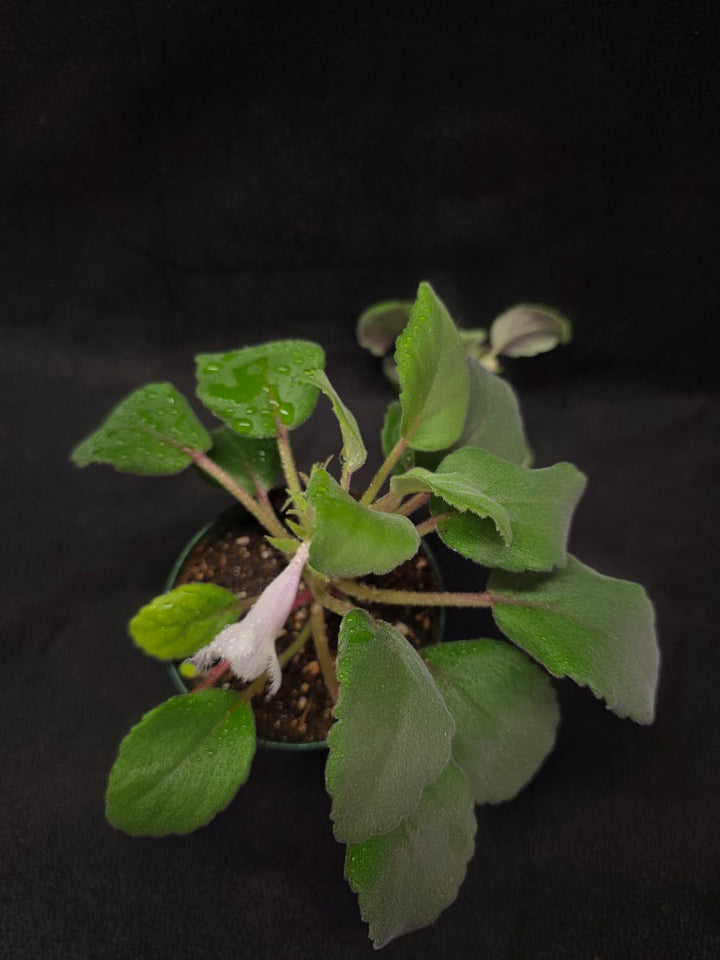 Alsobia Cygnet #01