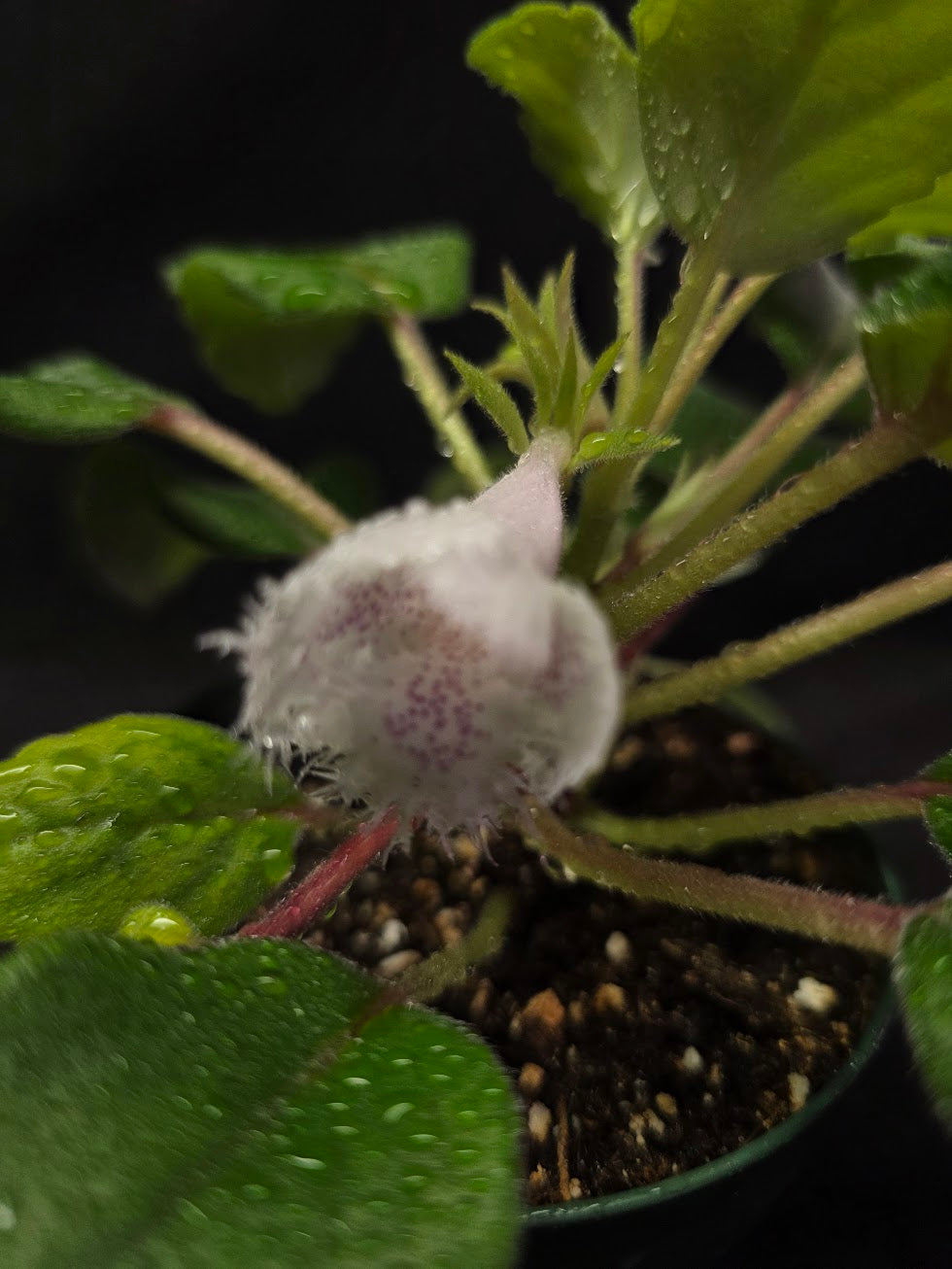 Alsobia Cygnet #01