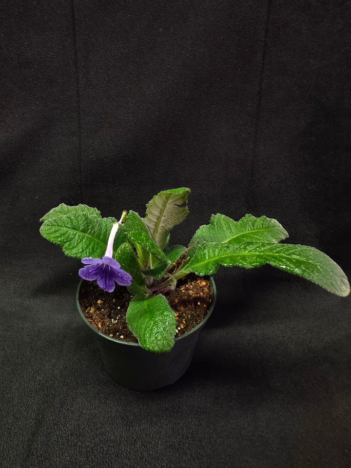 Streptocarpus Blue Ice #01