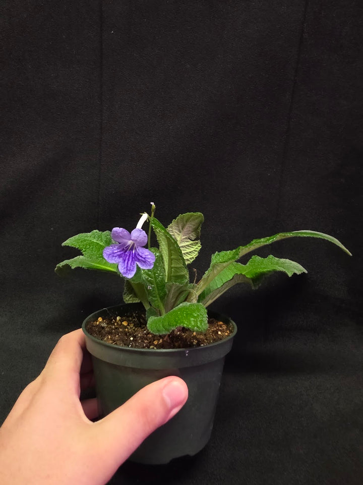 Streptocarpus Blue Ice #01