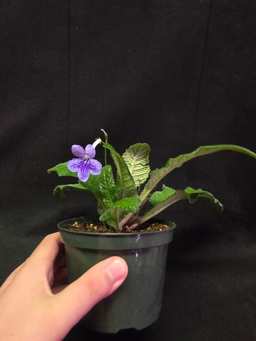 Streptocarpus Blue Ice #01