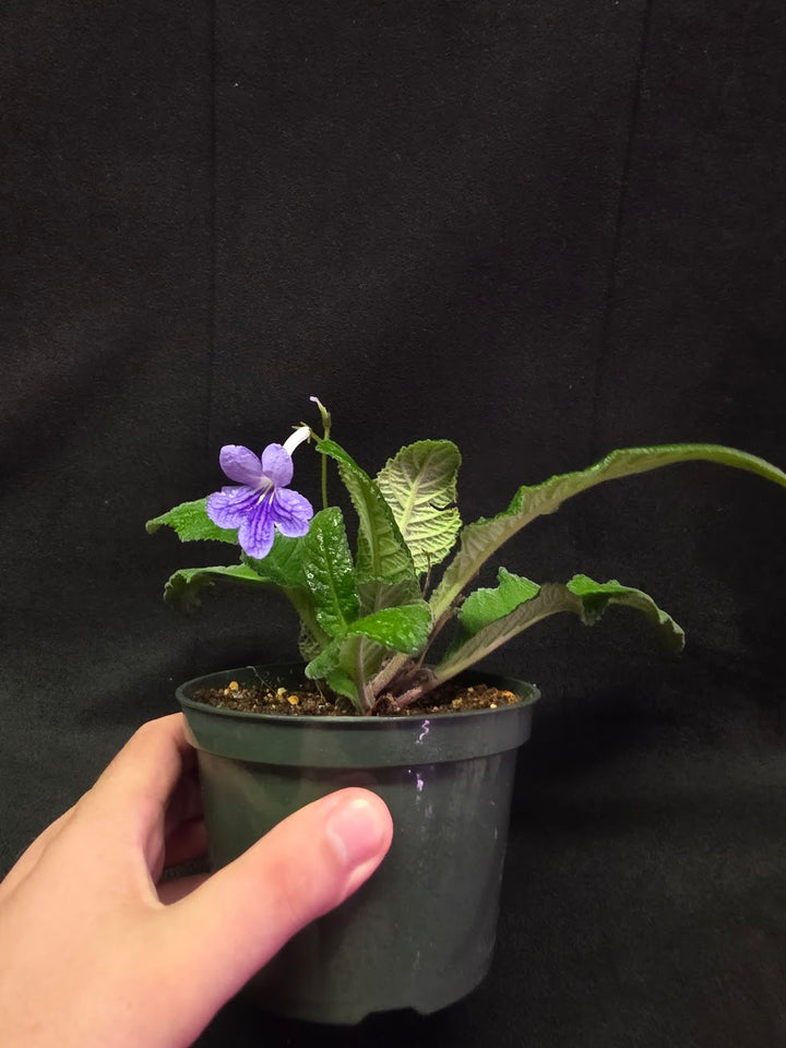 Streptocarpus Blue Ice #01