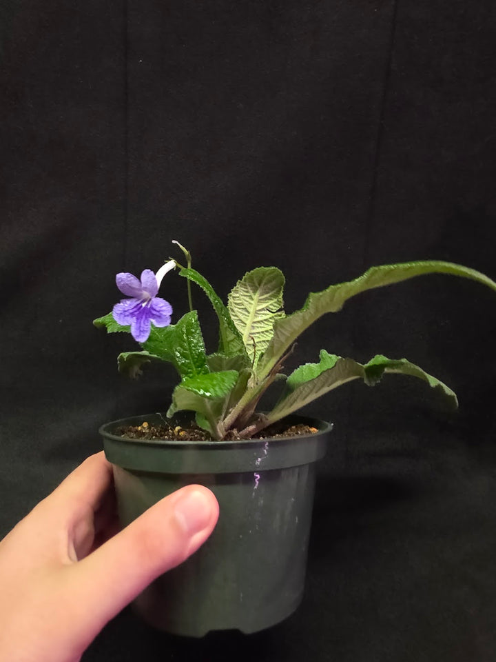 Streptocarpus Blue Ice #01