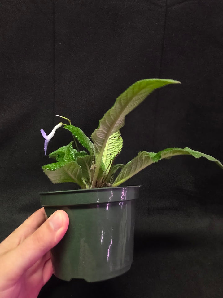 Streptocarpus Blue Ice #01