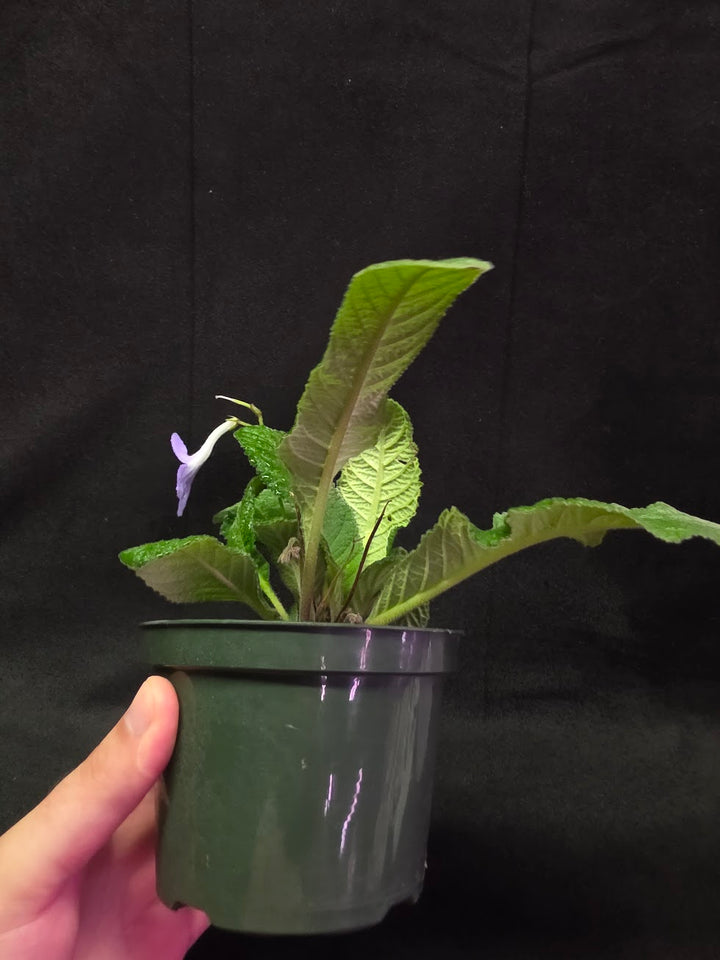 Streptocarpus Blue Ice #01