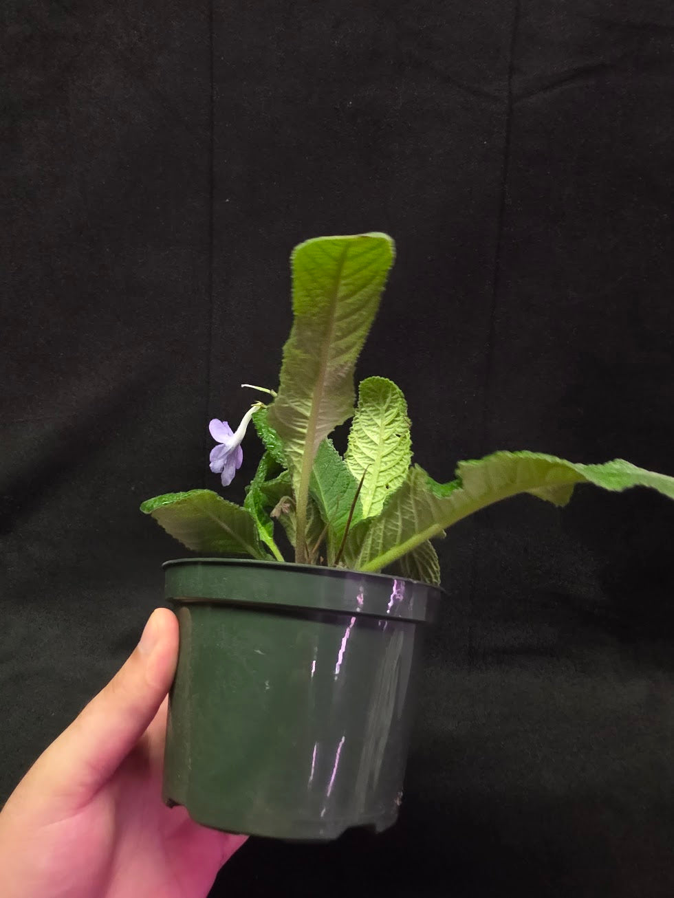 Streptocarpus Blue Ice #01