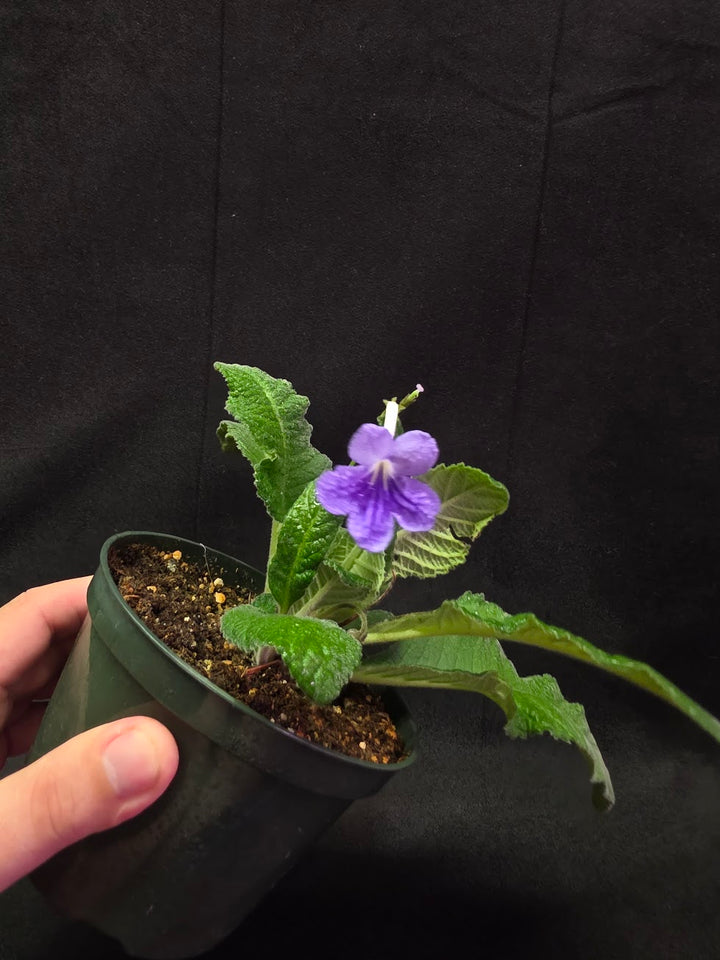 Streptocarpus Blue Ice #01